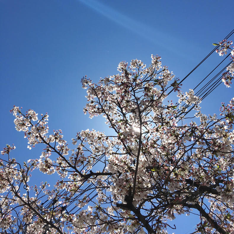 桜を見ると終わりを連想させるから、今を生きたいと強く望む_c0060143_11113340.jpg
