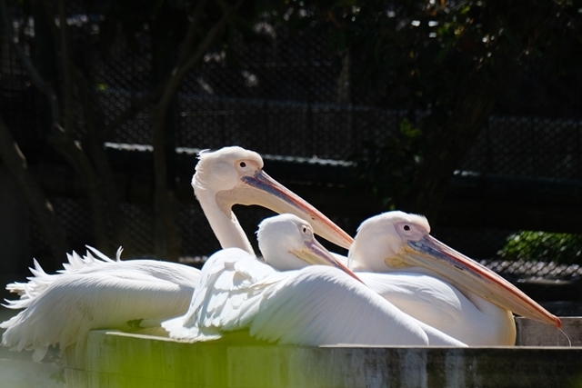 色々な動物達_d0356852_19511939.jpg