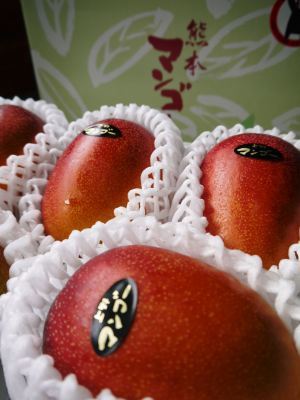 完熟アップルマンゴー 花から着果へ!これから始まる匠の摘果作業!_a0254656_16480570.jpg
