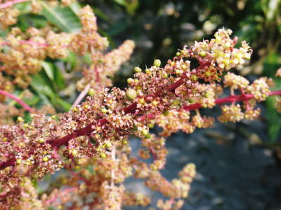 完熟アップルマンゴー 花から着果へ!これから始まる匠の摘果作業!_a0254656_17410489.jpg