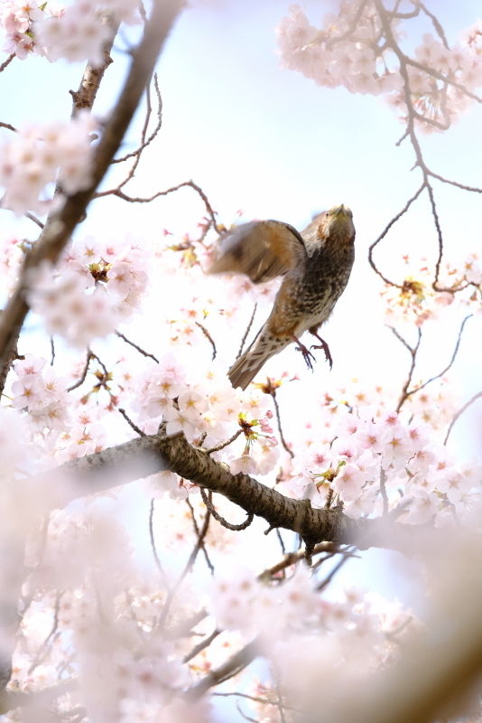 サクラが咲けば野鳥が来る。_c0272958_18481260.jpg