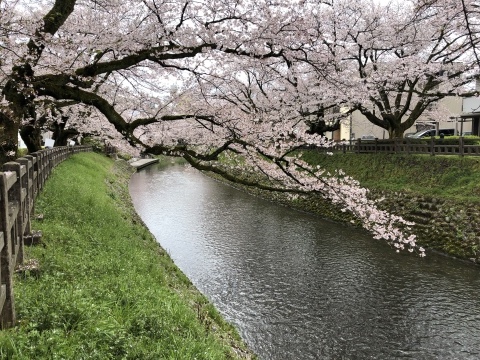 満開の桜…散り始め_f0320958_15524904.jpeg