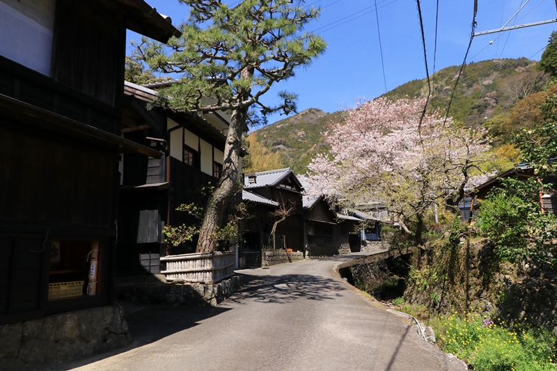 花沢の里の桜 Happy Cafe Vol 2