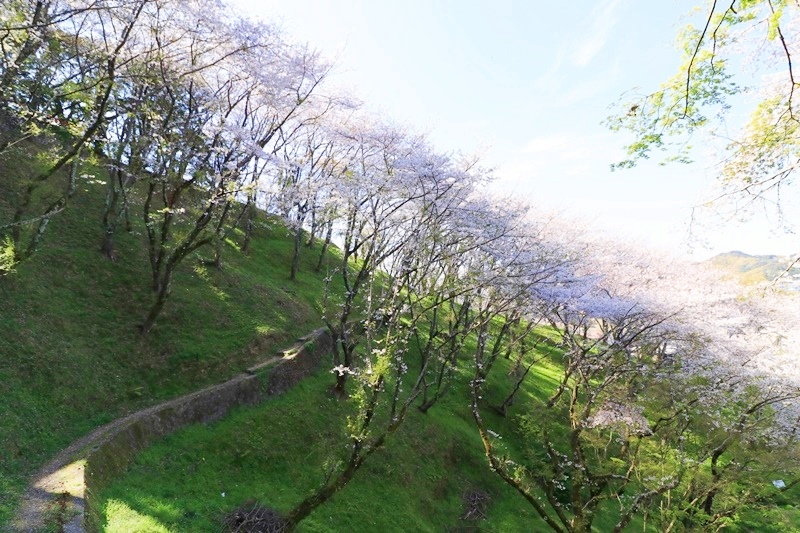 金比羅山緑地公園の桜♪_a0167759_18233385.jpg