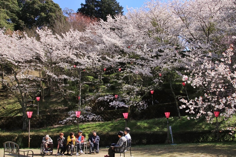 金比羅山緑地公園の桜♪_a0167759_1851520.jpg