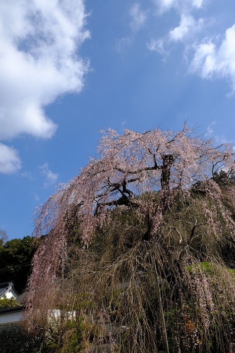 桜巡り2019_e0410863_19121183.jpg