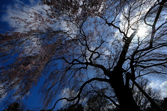 桜巡り2019_e0410863_19125548.jpg