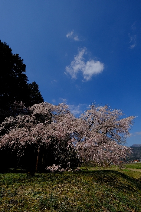 桜巡り2019_e0410863_19134207.jpg