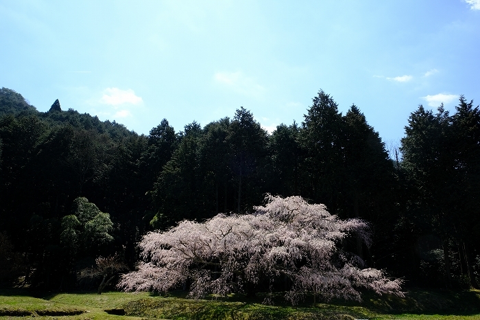 桜巡り2019_e0410863_19143151.jpg