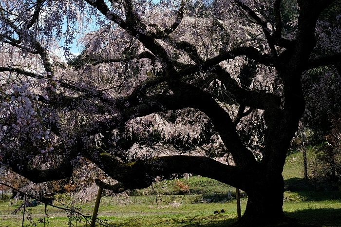 桜巡り2019_e0410863_19162452.jpg