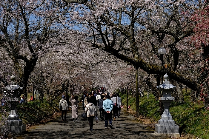 桜巡り2019_e0410863_19175761.jpg