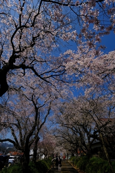 桜巡り2019_e0410863_19195393.jpg