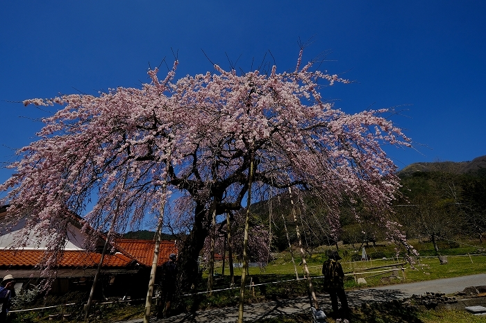 桜巡り2019_e0410863_19232620.jpg