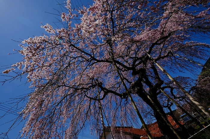 桜巡り2019_e0410863_19235403.jpg