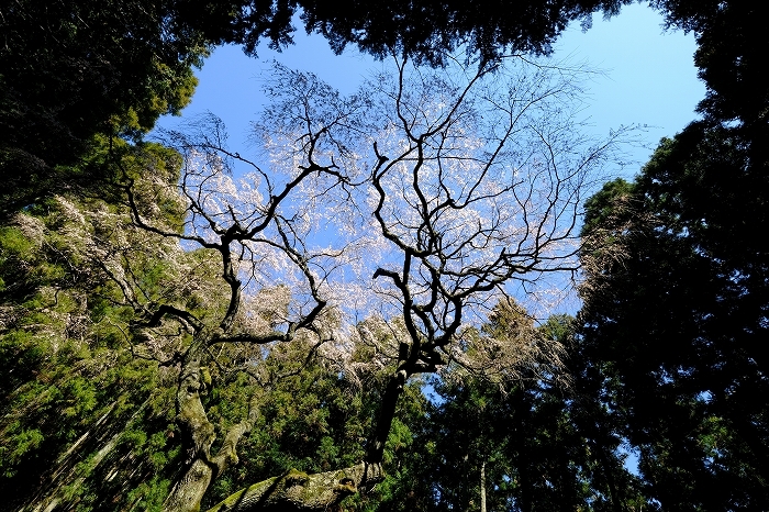 桜巡り2019_e0410863_19251616.jpg