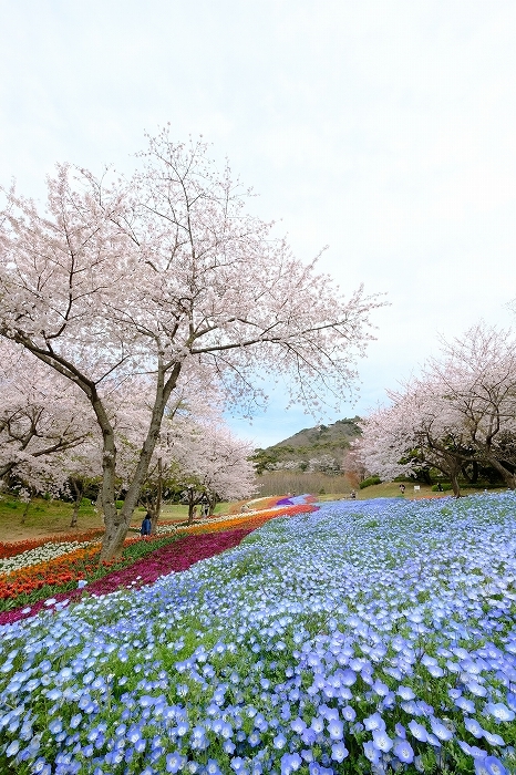桜巡り2019_e0410863_19255626.jpg