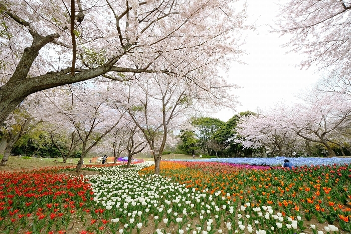 桜巡り2019_e0410863_19261338.jpg