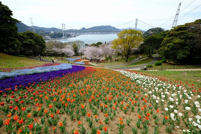 桜巡り2019_e0410863_19265736.jpg