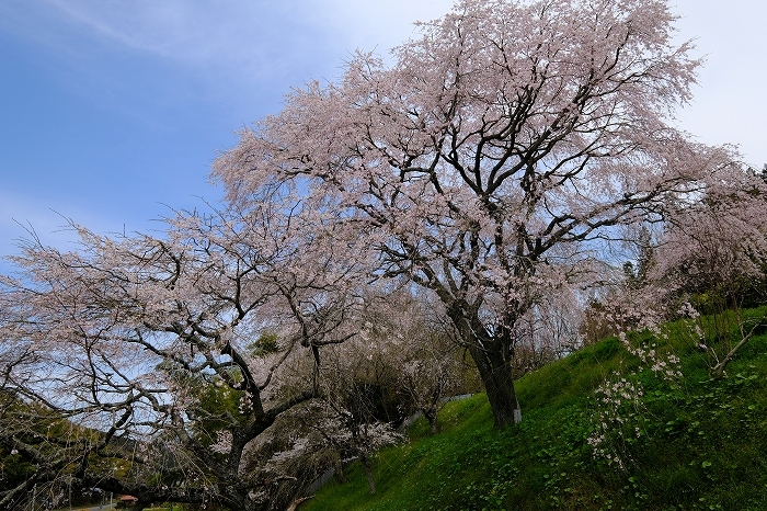 桜巡り2019_e0410863_19274164.jpg