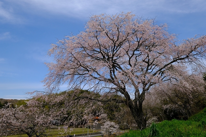 桜巡り2019_e0410863_19275801.jpg