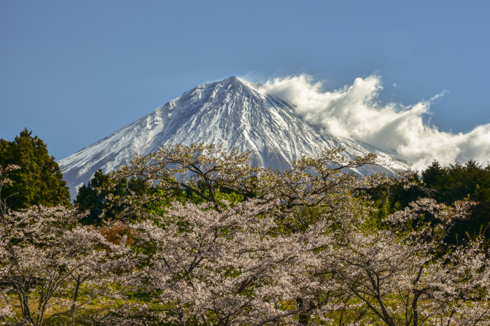 大石寺の桜_a0307264_15013134.jpg