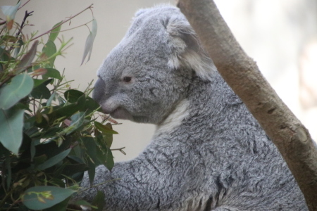 王子動物園のコアラ達_b0409270_07293535.jpg