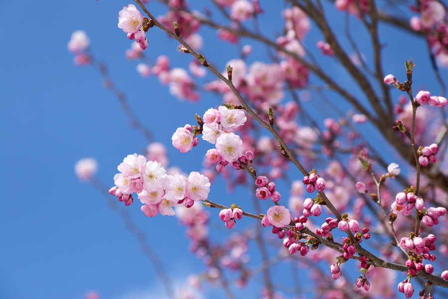 福島の桜2019　季節はずれの雪_e0088874_18283152.jpg