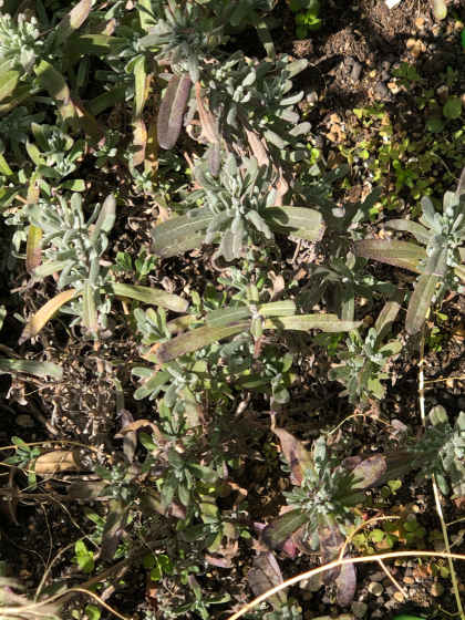 e0355177_14485067.jpg