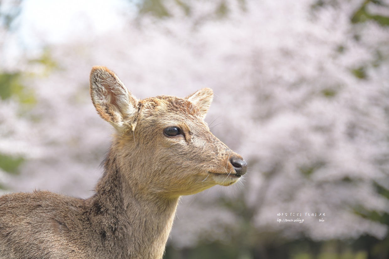 2019 平成最後のおかっぱ桜_d0342382_22592834.jpg