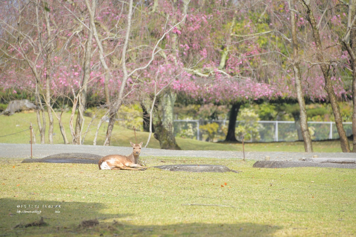 2019 平成最後のおかっぱ桜_d0342382_23001668.jpg