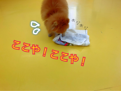 お天気が悪くても;(´•௰•`)_f0357682_15351722.jpg