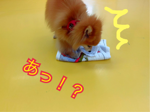 お天気が悪くても;(´•௰•`)_f0357682_15460980.jpg