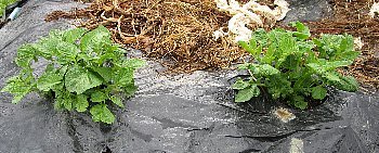 f0003283_07384672.jpg