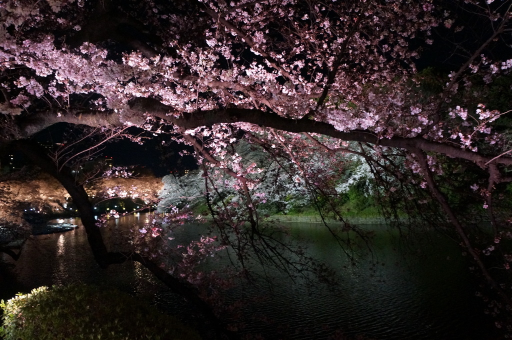 靖国神社から料亭千鳥へ 3/31_c0180686_11352572.jpg