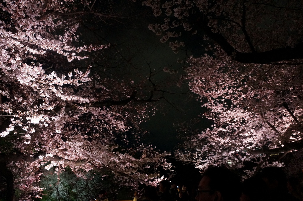 靖国神社から料亭千鳥へ 3/31_c0180686_11353028.jpg