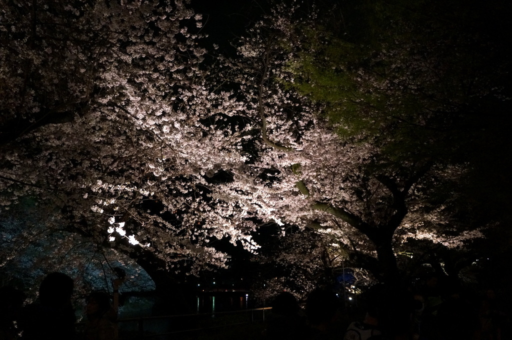 靖国神社から料亭千鳥へ 3/31_c0180686_11355191.jpg