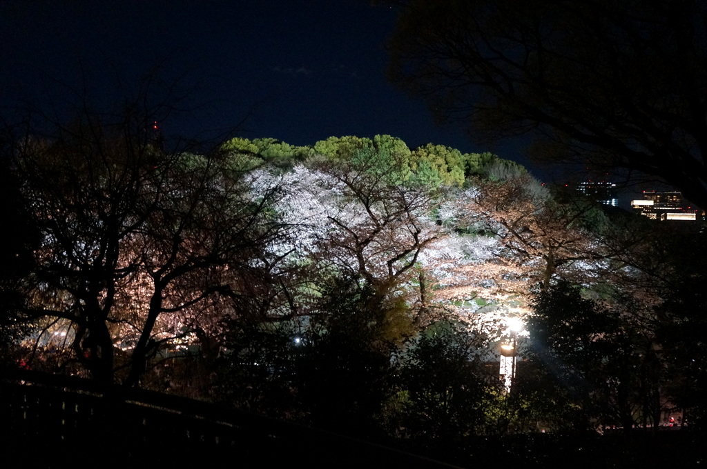 靖国神社から料亭千鳥へ 3/31_c0180686_11363361.jpg