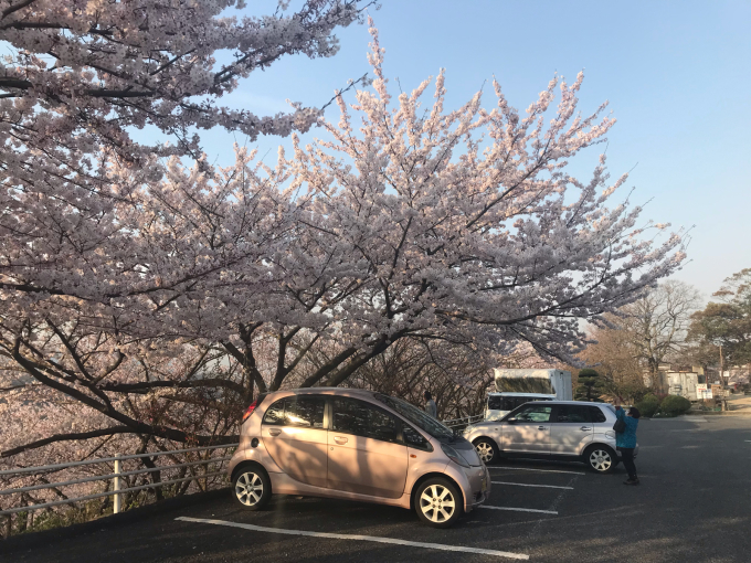 日曜日の種松山公園の桜_c0139090_19082839.jpg