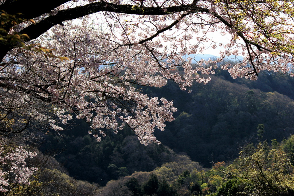 お花見兼ねて高倉山に登りましょ！の巻_f0325295_15352889.jpg