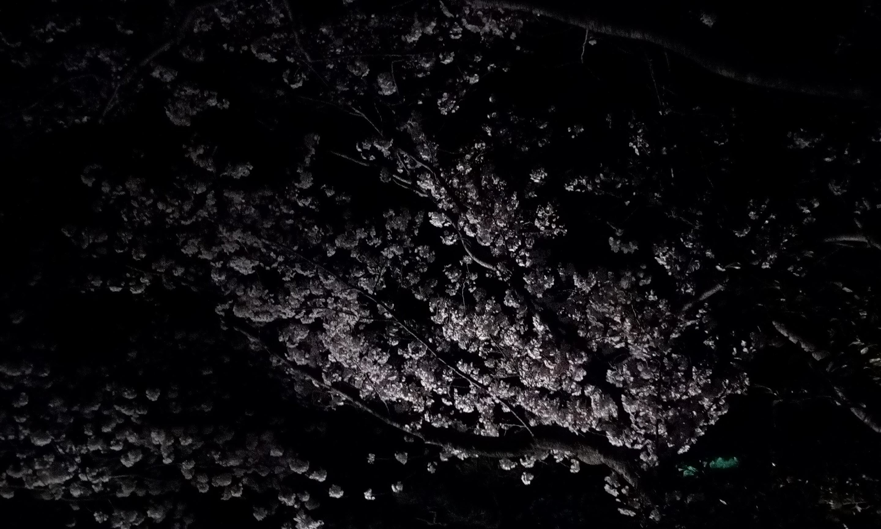 花見の夜の宴ねぇ～。_b0331802_17510159.jpg