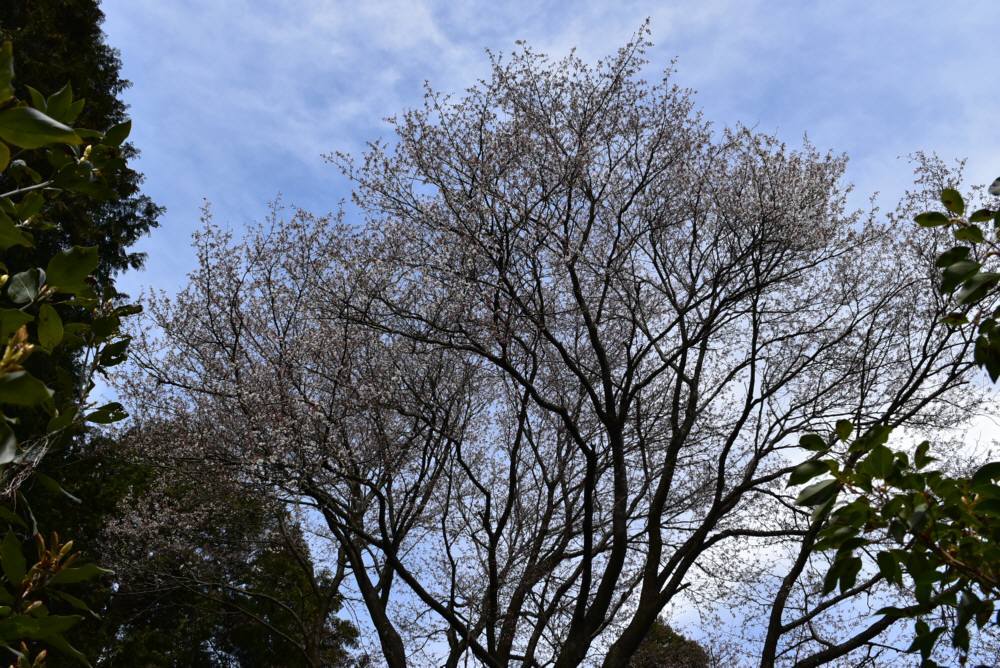 目配山と草場川の桜_f0212511_00015814.jpg