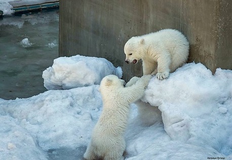 ロシア・ノヴォシビルスク動物園が双子の赤ちゃんの名前を公募開始 ～ 次第にプールに水が入り始める_a0151913_2331755.jpg