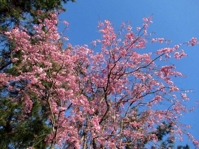 紅しだれが満開に なからぎの道_e0048413_22144274.jpg