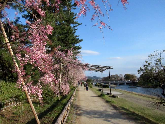 紅しだれが満開に なからぎの道_e0048413_22151651.jpg