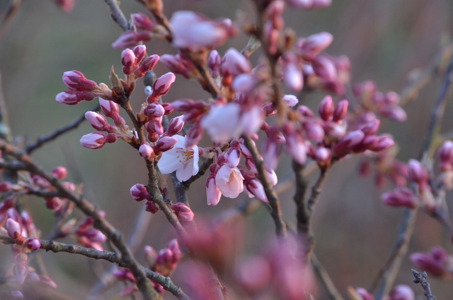 写真展と栗駒の桜開花_e0349817_21303786.jpg