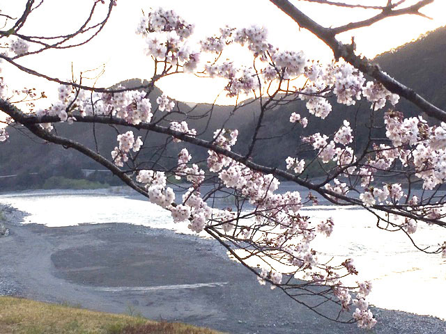 天竜の桜 2019_e0208519_10390922.jpg