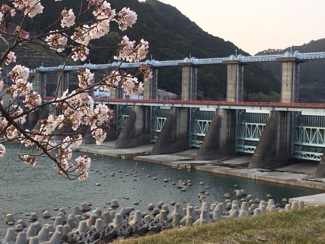 天竜の桜 2019_e0208519_10392199.jpg