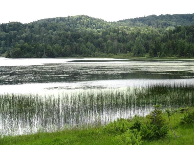 尾瀬 イワショウブ咲く過ぎ行く夏の尾瀬沼 Ozenuma In Oze National Park やっぱり自然が好き