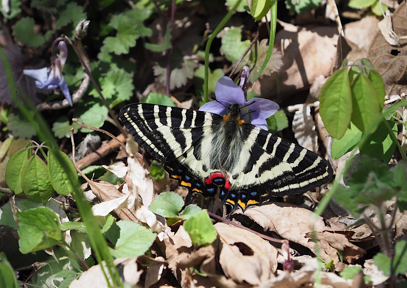 ギフチョウの花どまり（2019年4月10日）_d0303129_3451257.jpg