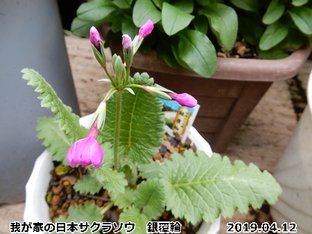 e0033229_18403713.jpg